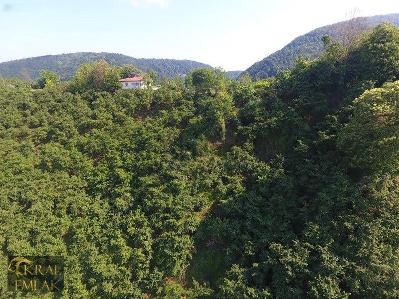 Deredibi Köyü İçinde Evi Olan 19.000 M2 Satılık Fındık Bahçesi - 11