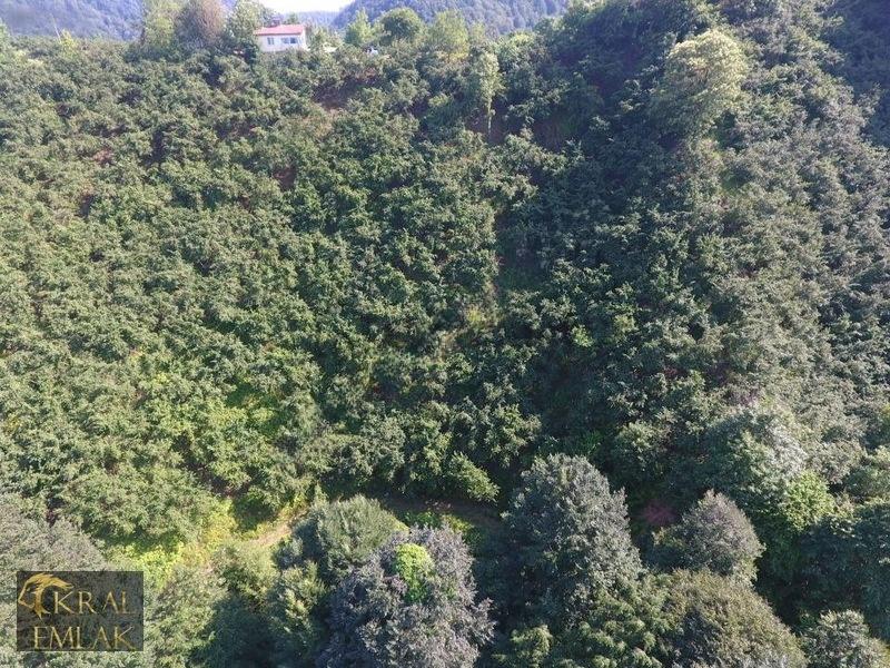 Deredibi Köyü İçinde Evi Olan 19.000 M2 Satılık Fındık Bahçesi - 17