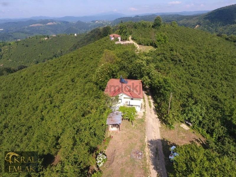 Deredibi Köyü İçinde Evi Olan 19.000 M2 Satılık Fındık Bahçesi - 13