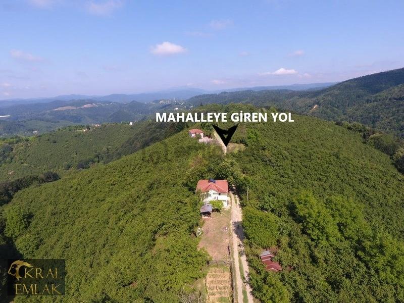 Deredibi Köyü İçinde Evi Olan 19.000 M2 Satılık Fındık Bahçesi - 7