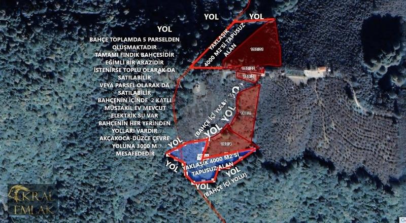Deredibi Köyü İçinde Evi Olan 19.000 M2 Satılık Fındık Bahçesi - 4