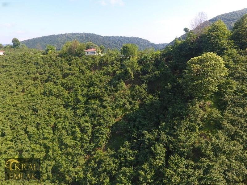 Deredibi Köyü İçinde Evi Olan 19.000 M2 Satılık Fındık Bahçesi - 18