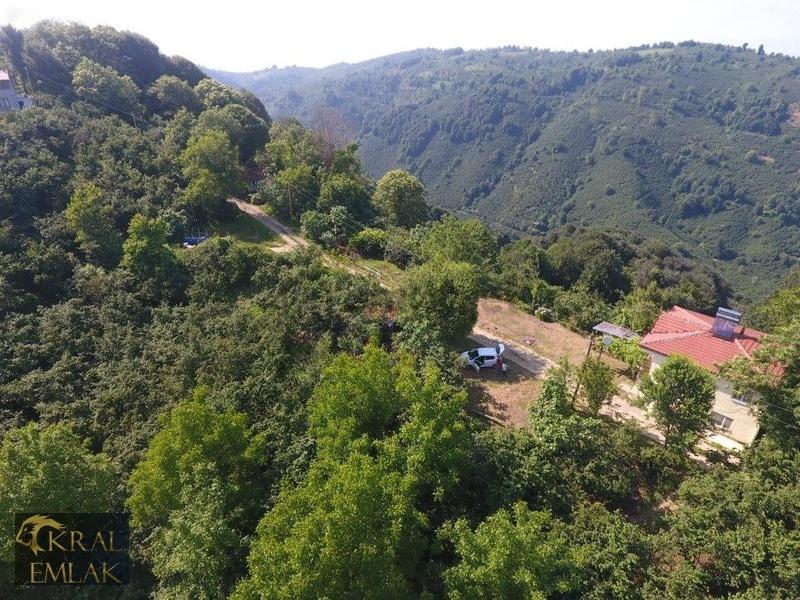 Deredibi Köyü İçinde Evi Olan 19.000 M2 Satılık Fındık Bahçesi - 16