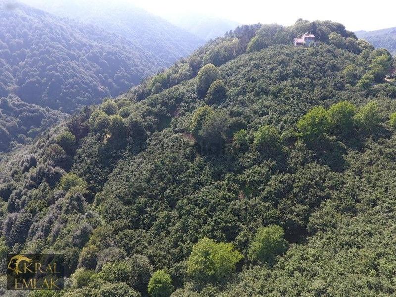 Deredibi Köyü İçinde Evi Olan 19.000 M2 Satılık Fındık Bahçesi - 29