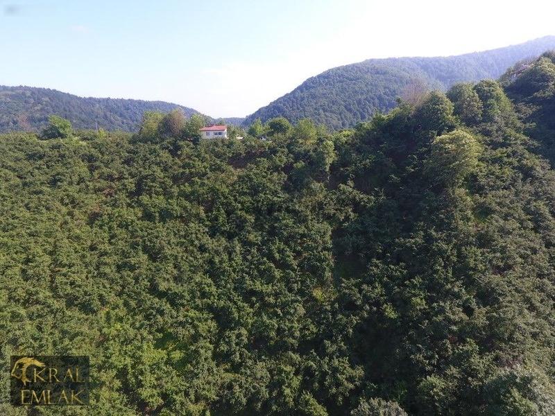 Deredibi Köyü İçinde Evi Olan 19.000 M2 Satılık Fındık Bahçesi - 21