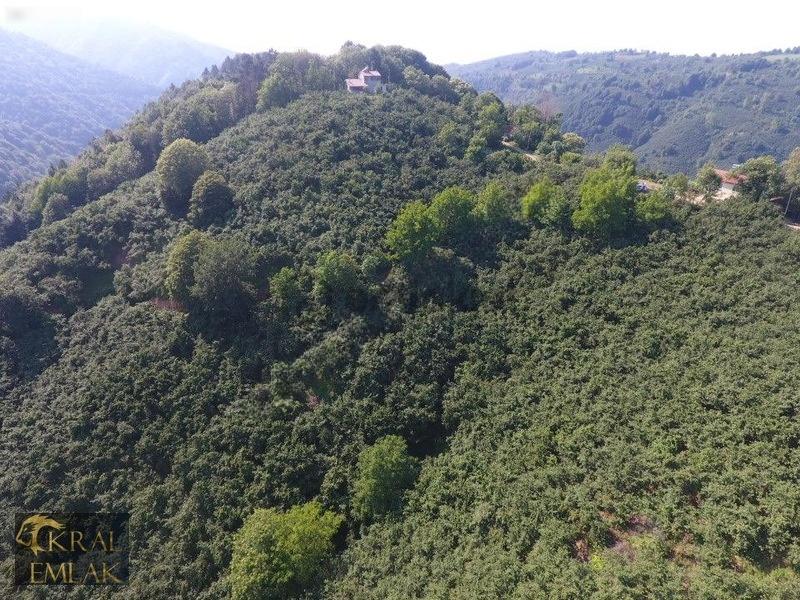 Deredibi Köyü İçinde Evi Olan 19.000 M2 Satılık Fındık Bahçesi - 26