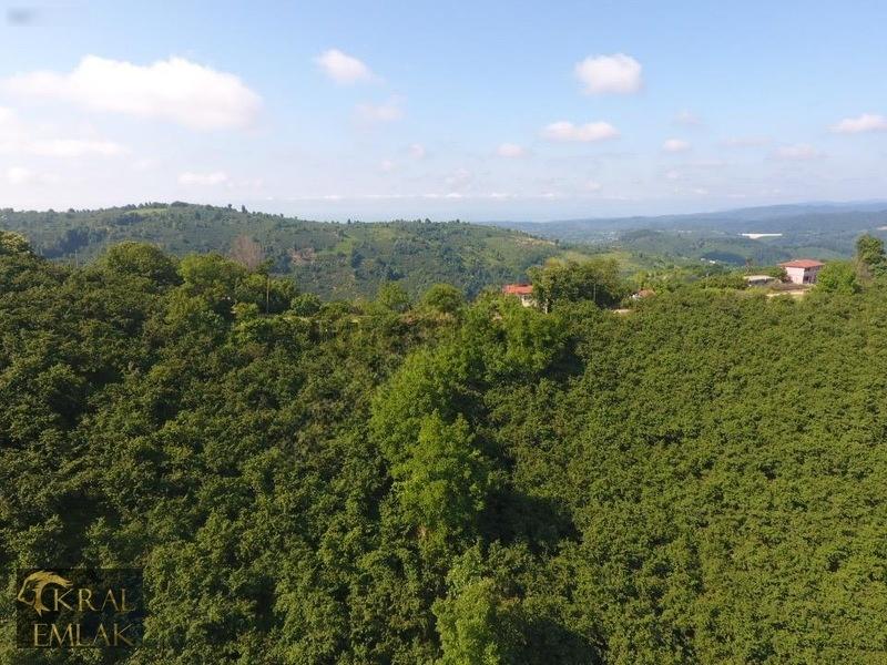 Deredibi Köyü İçinde Evi Olan 19.000 M2 Satılık Fındık Bahçesi - 8