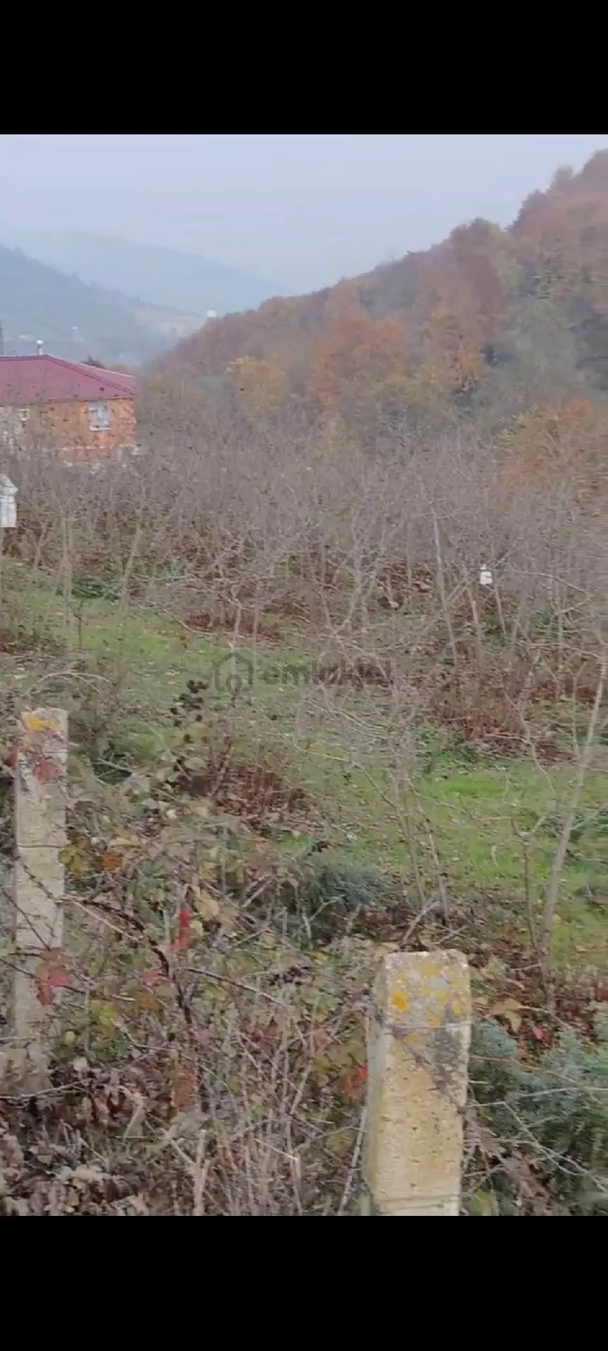 Sahibinden Kavak Karaaslan Müstakil Tarla Ve Fındık Bahçesi - 7