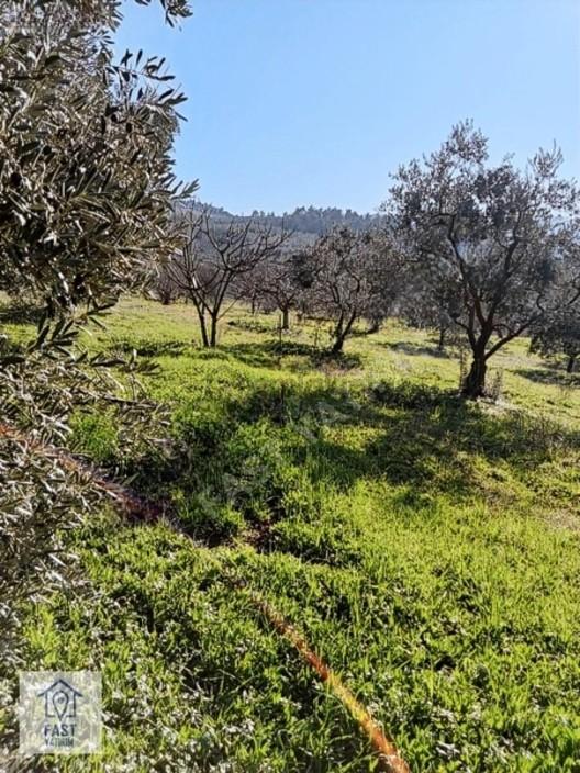 Dürdane Köyü Civarı Satılık Zeytinlik. - 13
