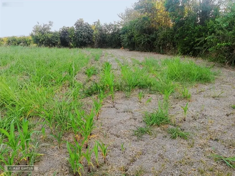 Ortaca Yeşilyurt Köyü'nde Satılık 2000m² Konut İmarlı Arsa - 9