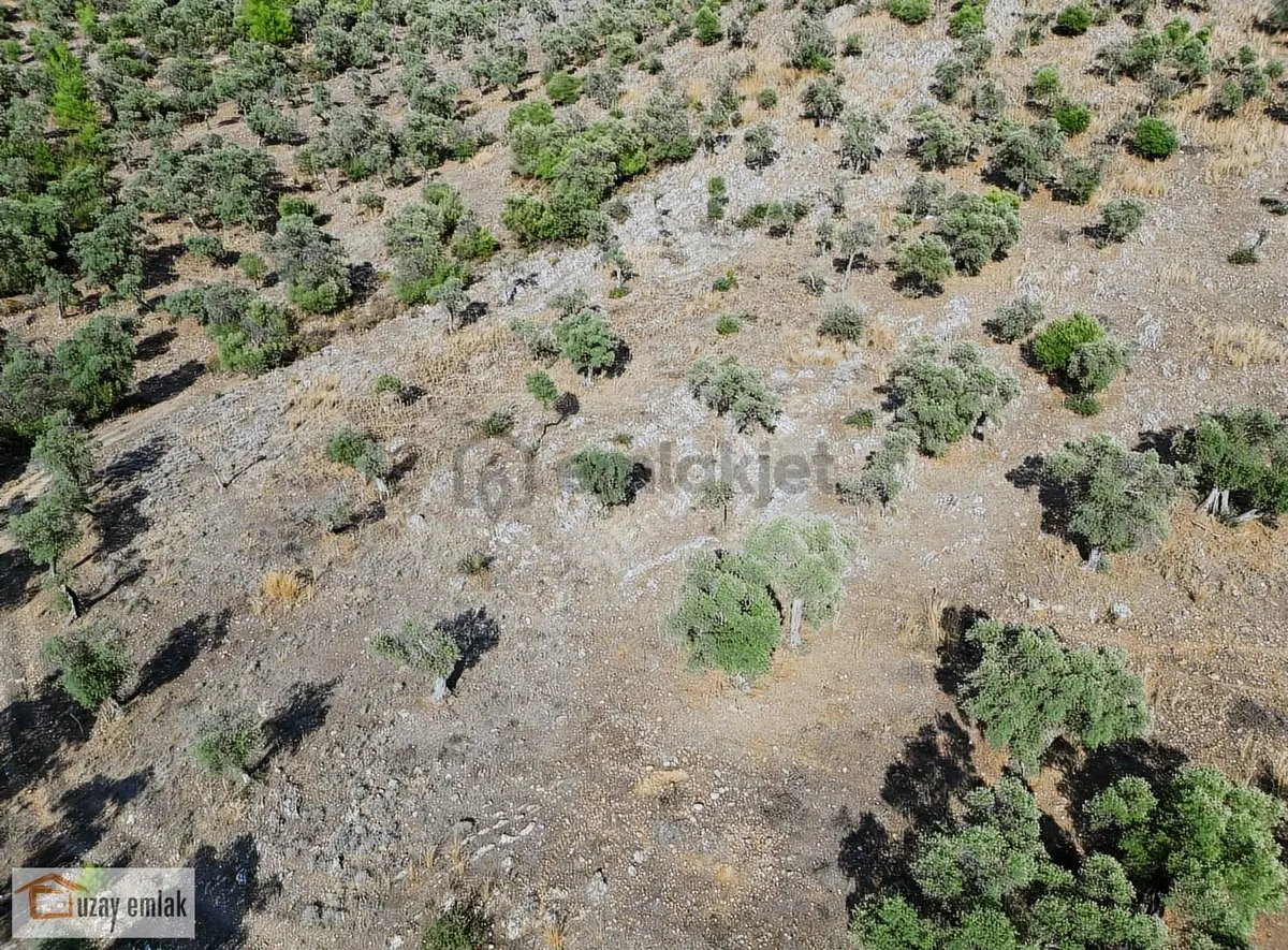 Muğla Milas Kafaca'da Satılık Zeytinlik - 6