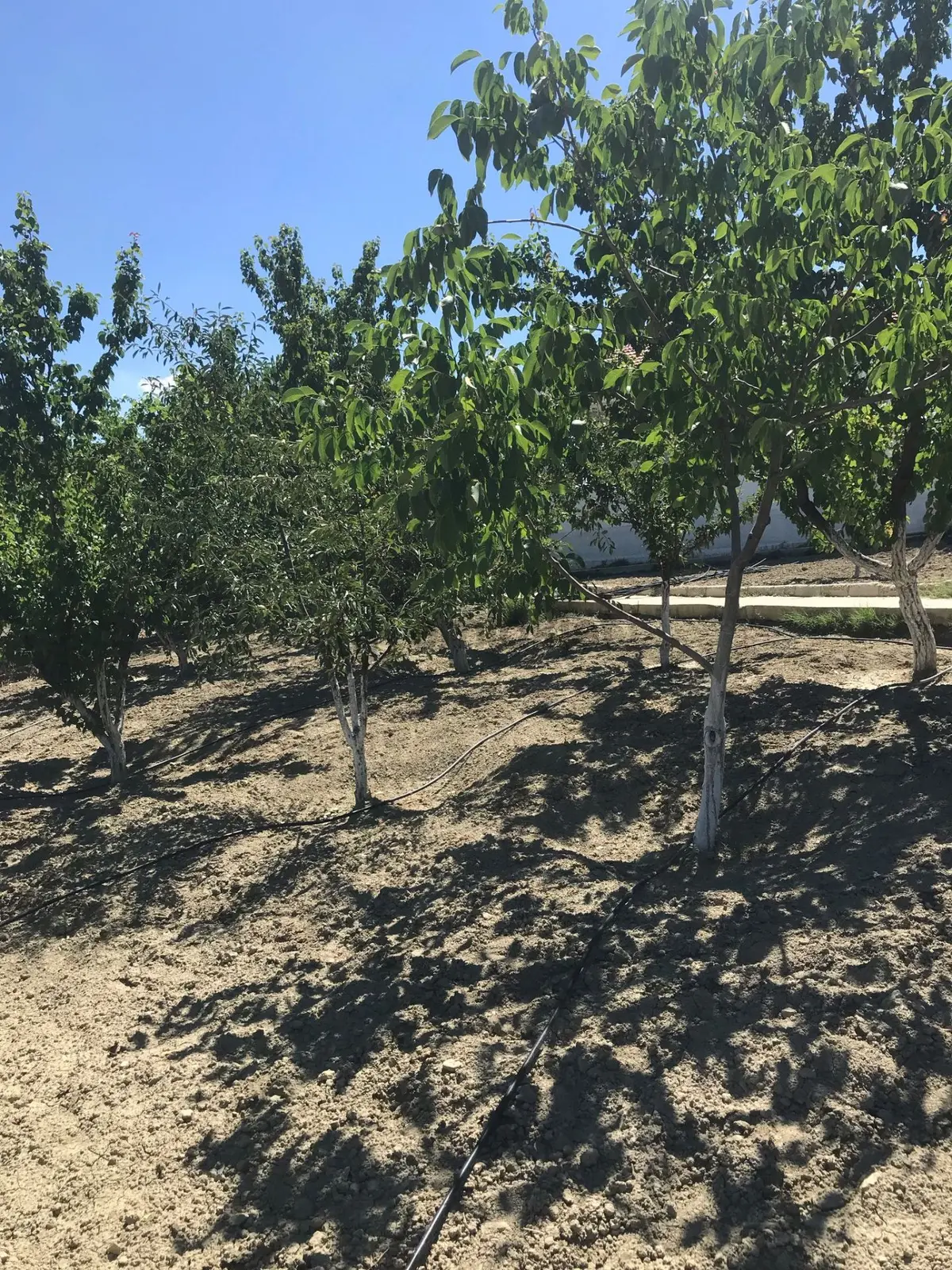 Polatlı Bağ Evlerinde Satılık Bağ Evi - 5