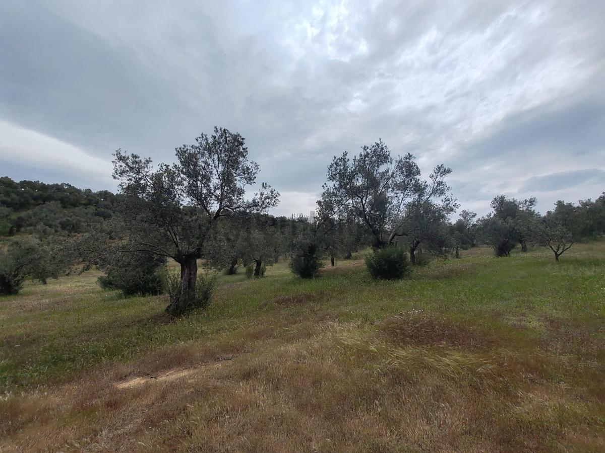 ▀▄artı'da Pelitköy Kadastro Yollu Satılık 14093 M2 Zeytinlik ▀▄ - 11