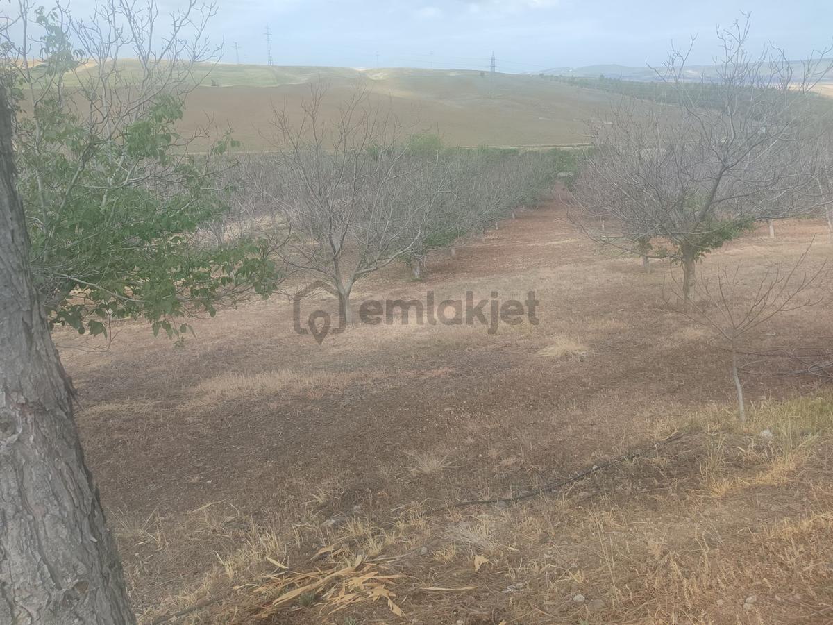 Polatlı Kuşcu'da 35.219 M² Yola Cepheli Satılık Tarla - 5