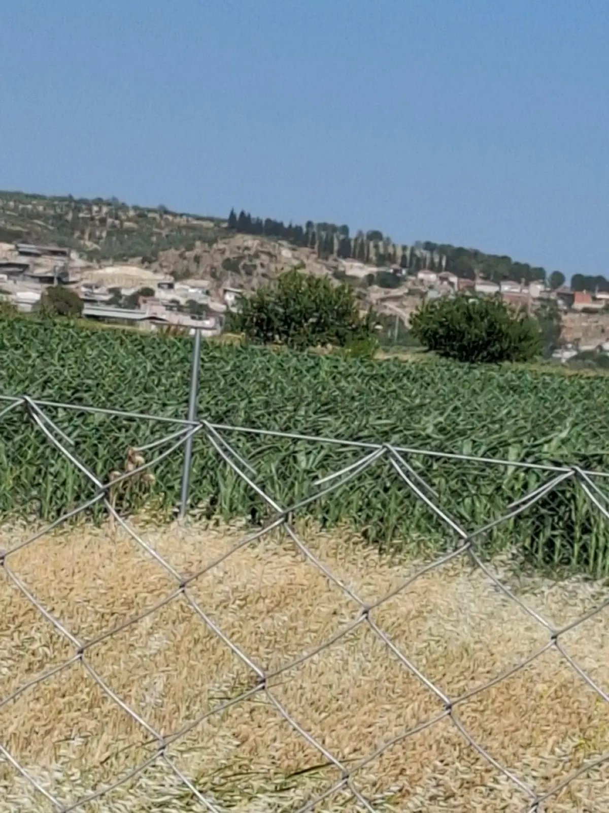 Foça Gerenköyde 296 M2 Bahçe Acil Satılıktır - 6