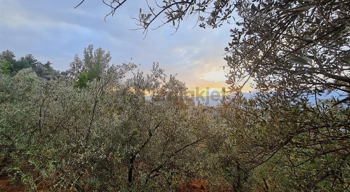 Sahil Ceylanda 900 M2 Satılık Tarla. - 25