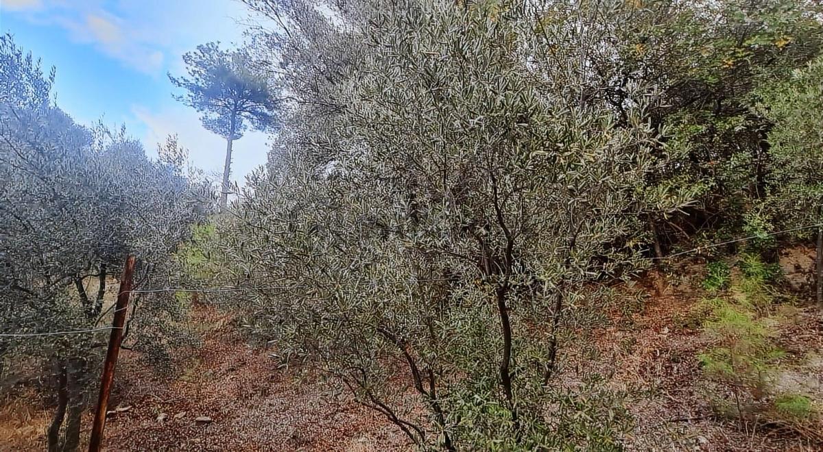 Sahil Ceylanda 900 M2 Satılık Tarla. - 11