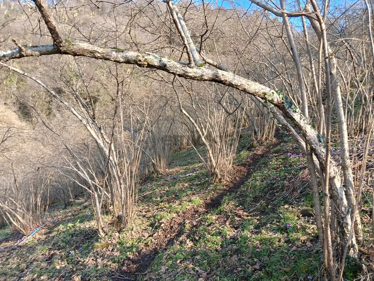 Fiyatta İndirim !tirebolu'da Ana Yola 700 M Deniz Manzaralı Arsa - 36