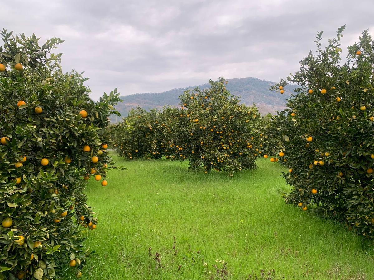 Ortaca Ekşiliyurtda 1084 M2 İmarlı Kelepir Arsa Satılık - 2