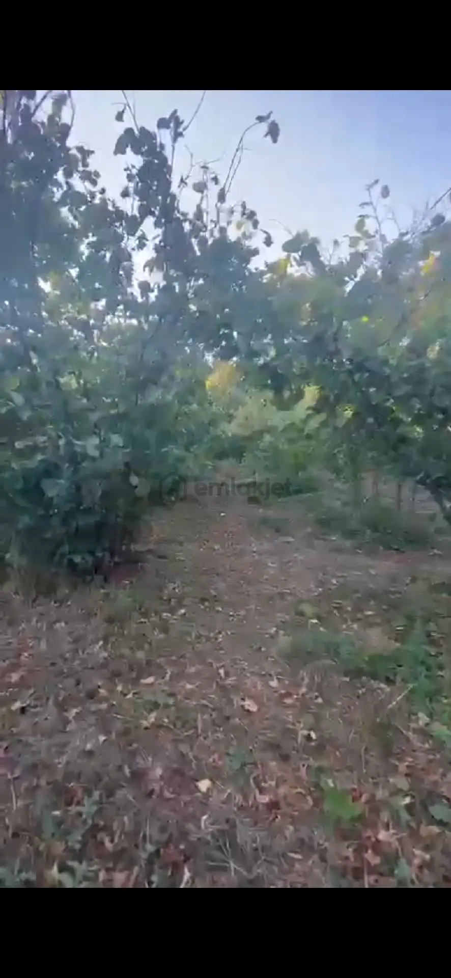 Fındık Bahçesi 3.440m2 Mustakil Parsel