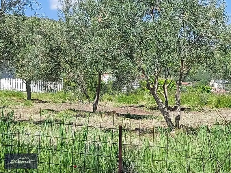 Hüma'dan Üçpınar'da Satılık Zeytinlik - 14