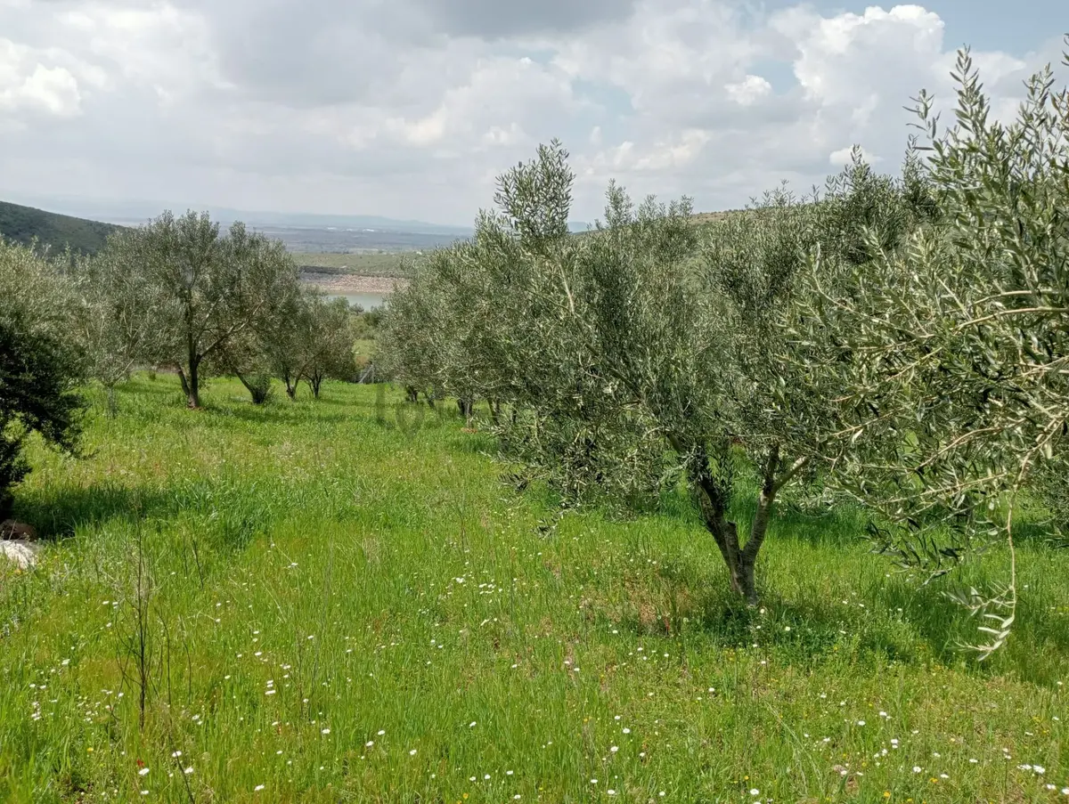 Baraj Manzaralı Zeytinlik - 11