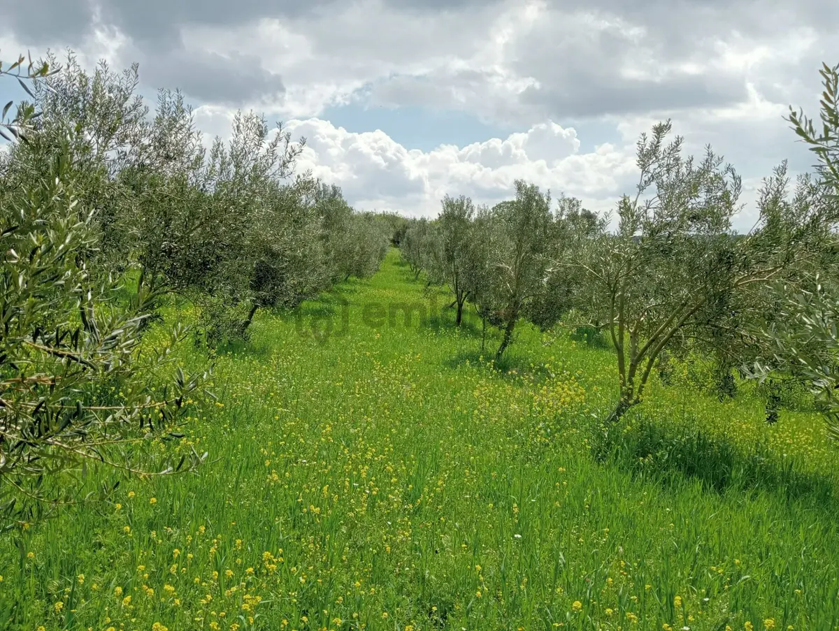 Baraj Manzaralı Zeytinlik - 4
