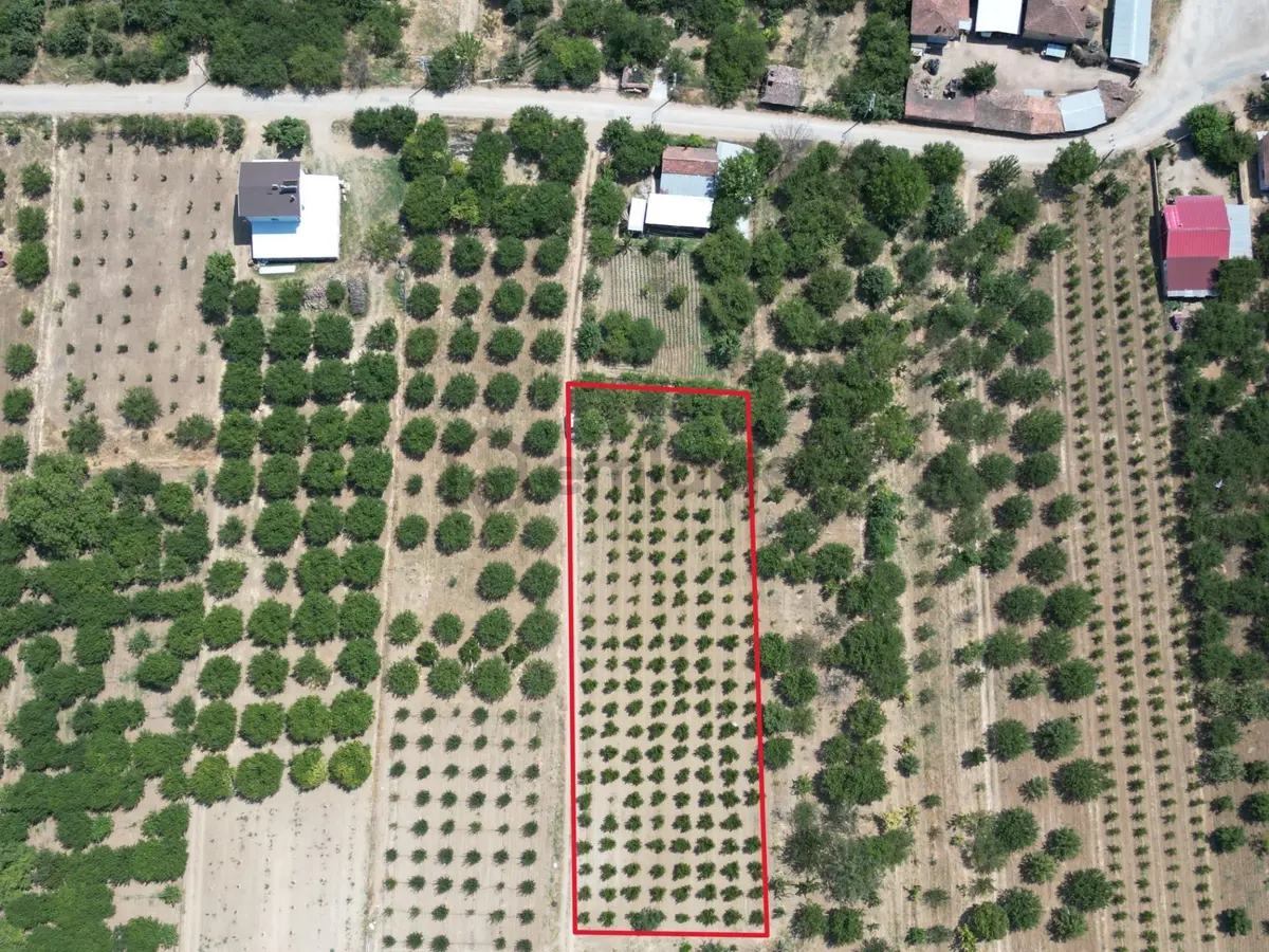 Bursa İznik Çamoluk Mahllesi Satılık Tarla - 3