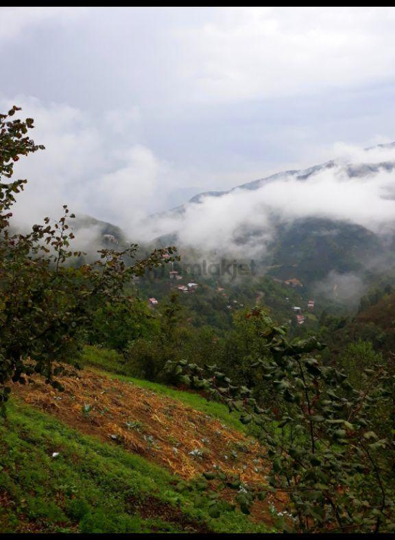 Sahibinden Acil Satılık Fındık Tarlası - 17