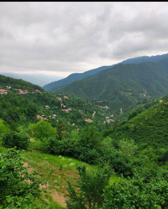 Sahibinden Acil Satılık Fındık Tarlası - 6