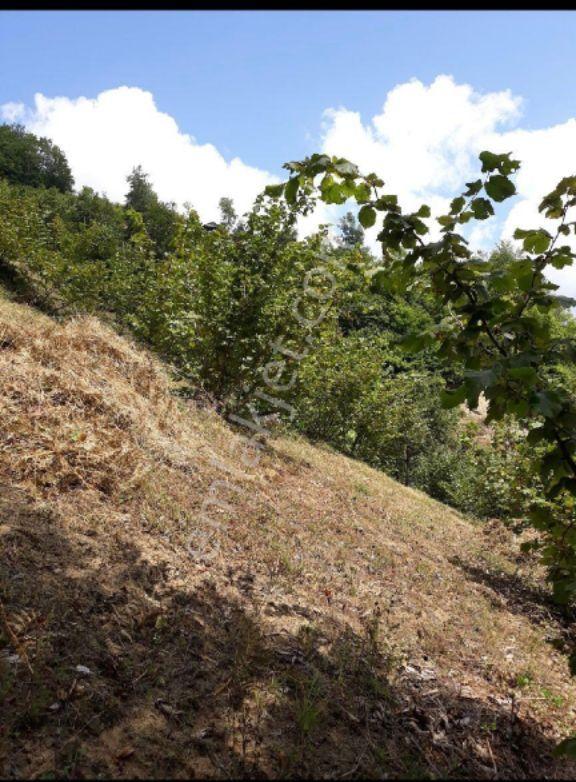 Sahibinden Acil Satılık Fındık Tarlası - 3