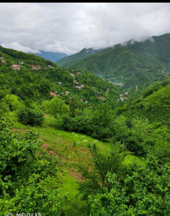 Sahibinden Acil Satılık Fındık Tarlası - 19