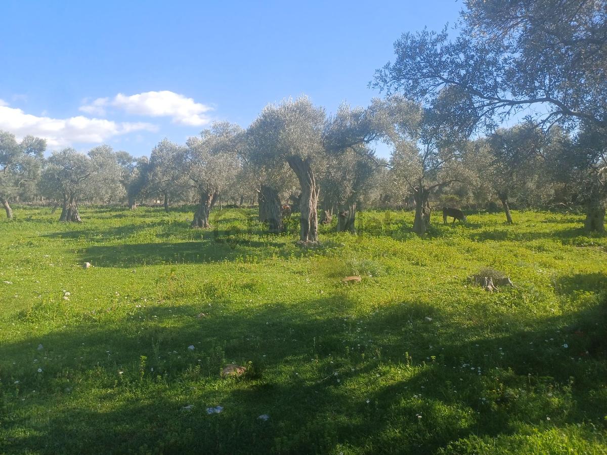 Kazikli Mahallesinde Satılık 3500 M2 Tarla - 7