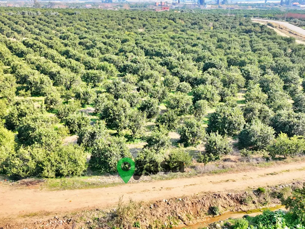 Yaşa Gyd - Akdeniz Akdamda 26 Dönüm Yetişkin Narenciye Bahçesi - 2
