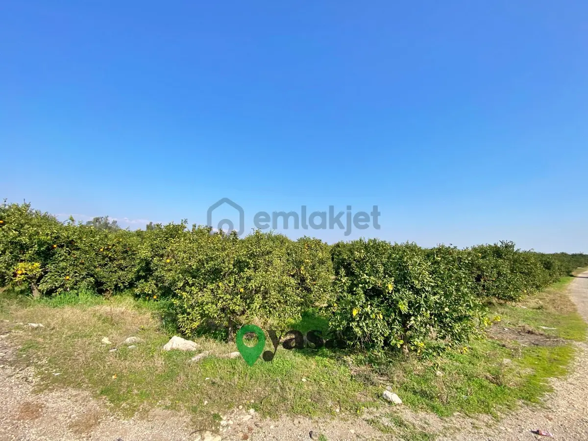 Yaşa Gyd - Akdeniz Akdamda 26 Dönüm Yetişkin Narenciye Bahçesi - 14