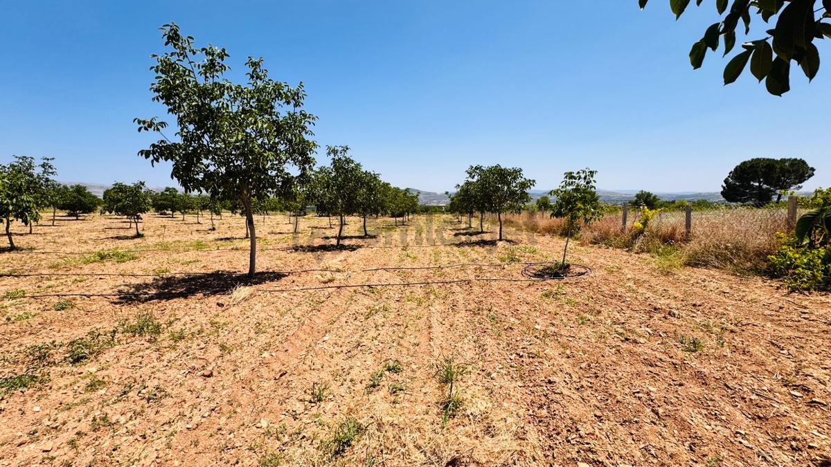 Hançalar'da 7.000 M2 Verimde Cevizlik - 17