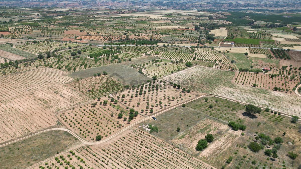 Hançalar'da 7.000 M2 Verimde Cevizlik - 10