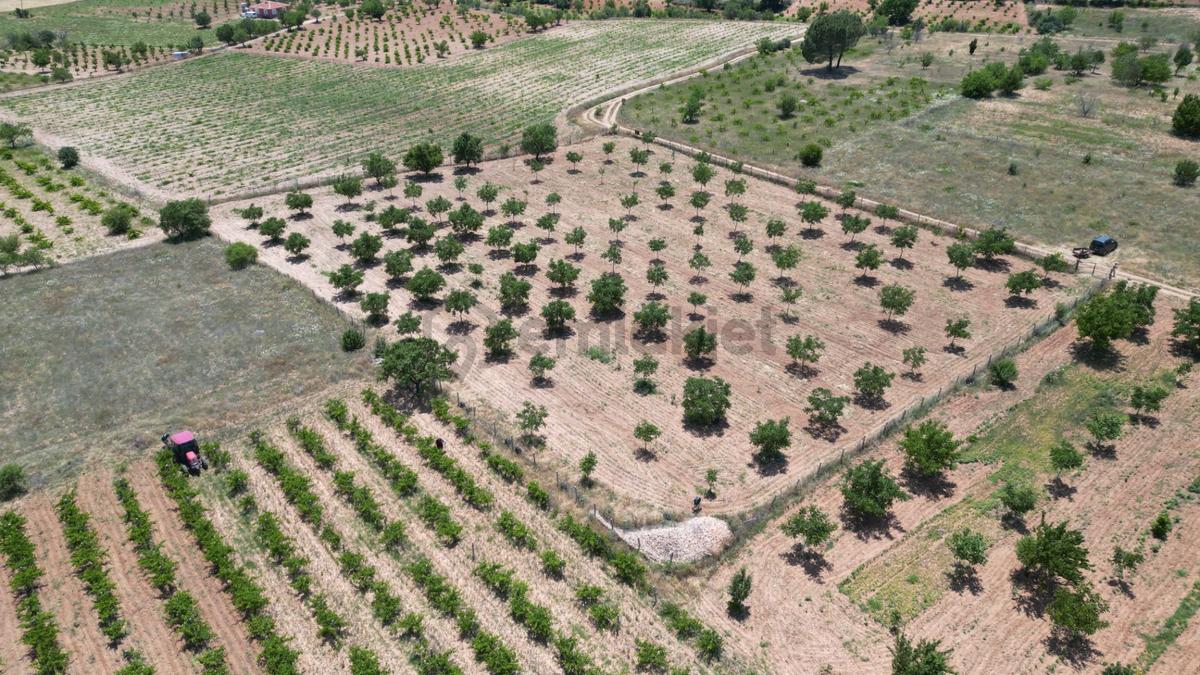 Hançalar'da 7.000 M2 Verimde Cevizlik - 7