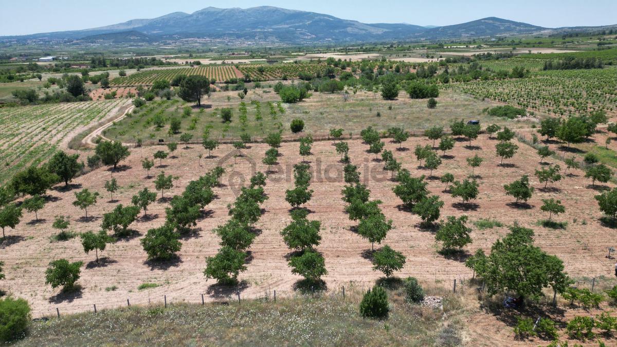 Hançalar'da 7.000 M2 Verimde Cevizlik - 6