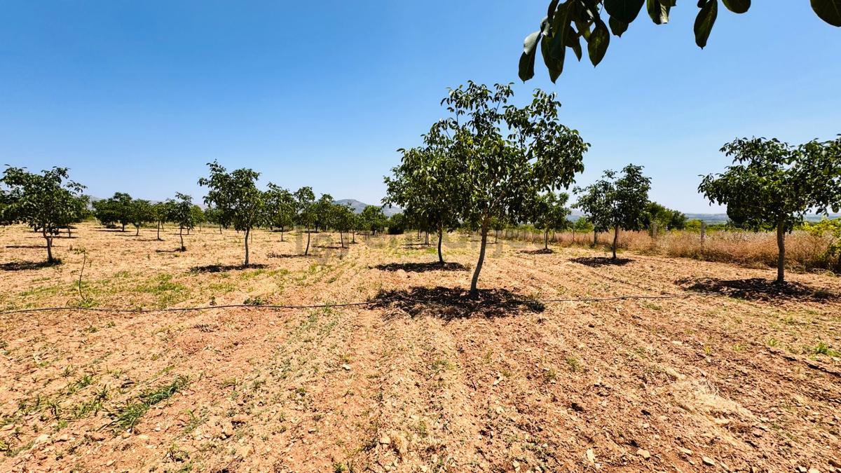 Hançalar'da 7.000 M2 Verimde Cevizlik - 16