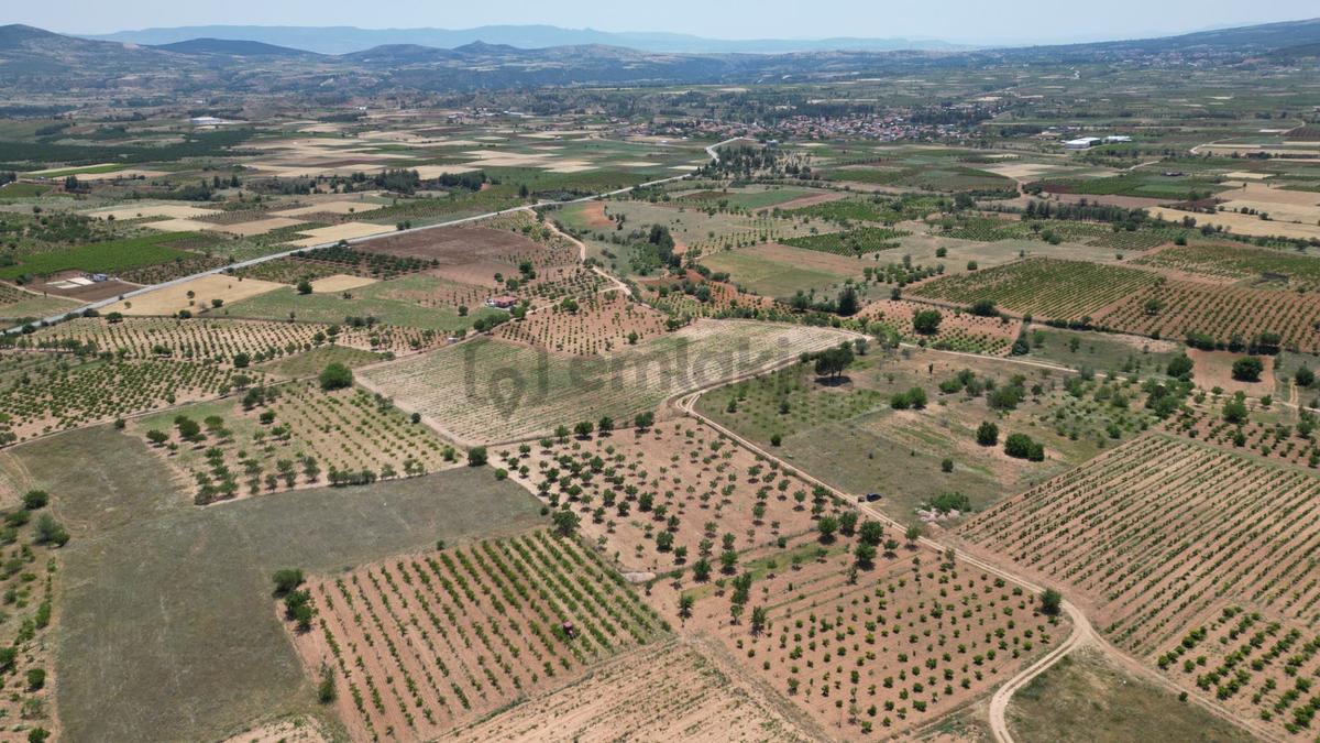 Hançalar'da 7.000 M2 Verimde Cevizlik - 8