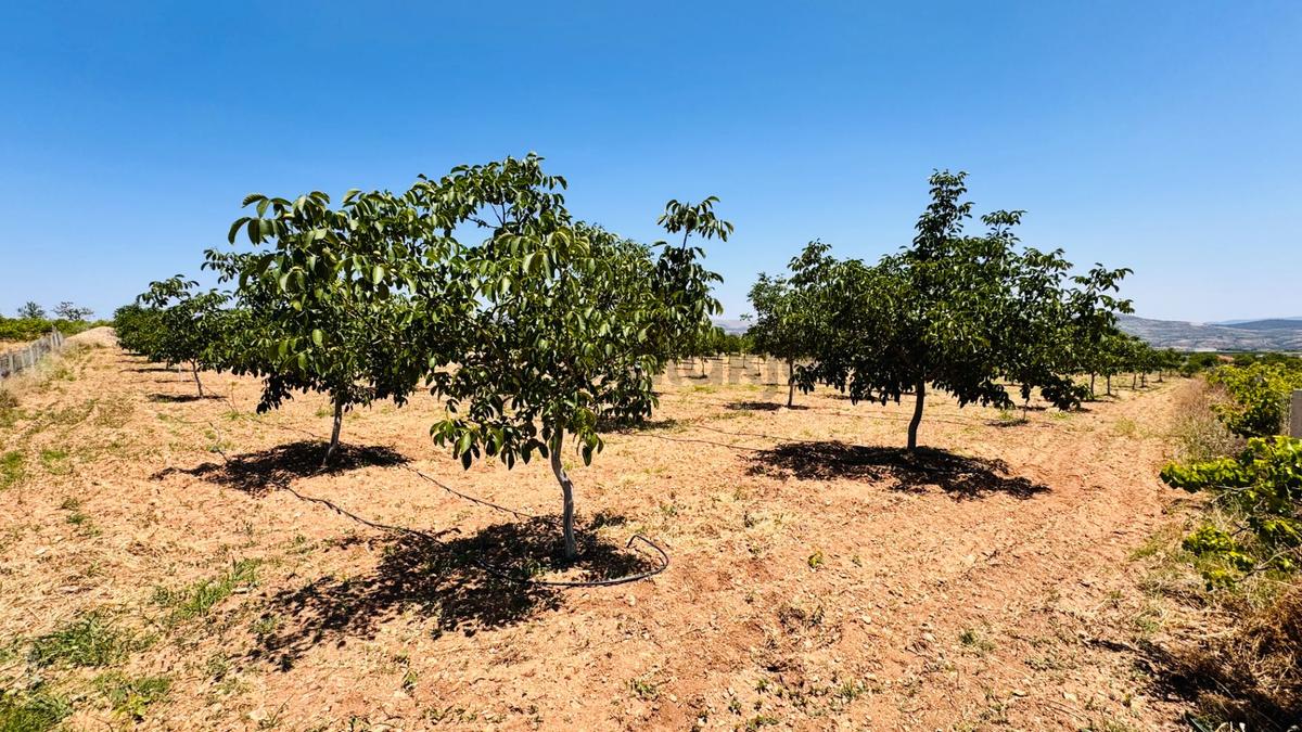 Hançalar'da 7.000 M2 Verimde Cevizlik - 15
