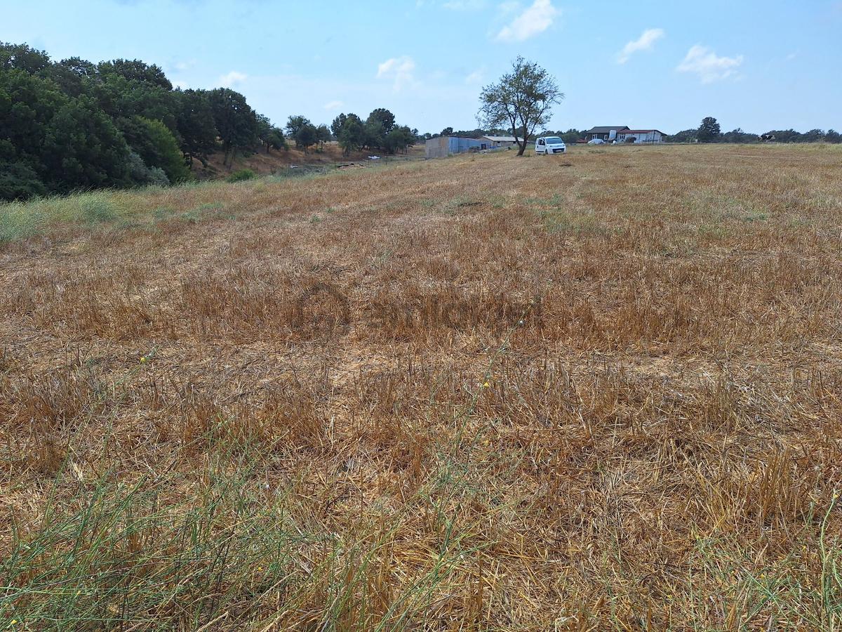 Tekirdağ Saray Küçükyoncalı Mh Satılık Tek Tapu Tarla - 8