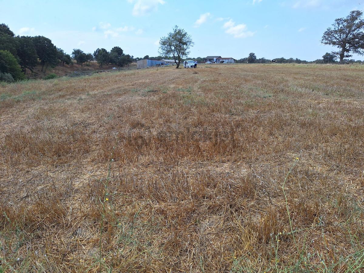 Tekirdağ Saray Küçükyoncalı Mh Satılık Tek Tapu Tarla - 11