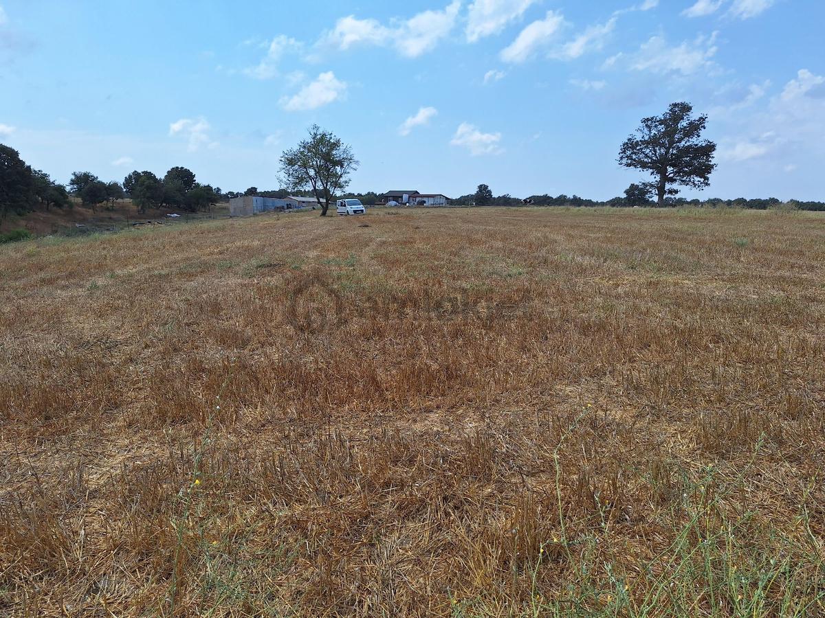 Tekirdağ Saray Küçükyoncalı Mh Satılık Tek Tapu Tarla - 7