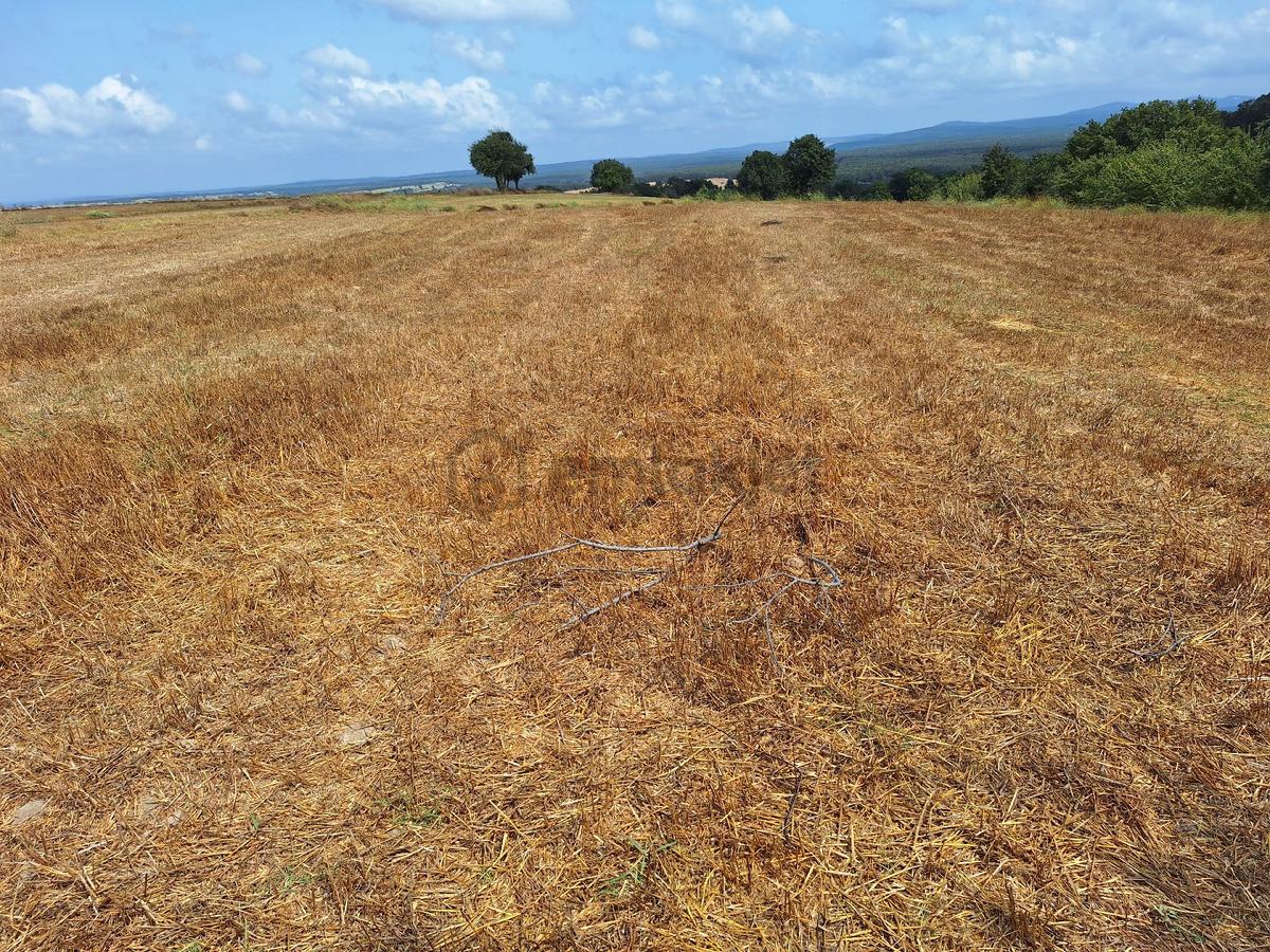 Tekirdağ Saray Küçükyoncalı Mh Satılık Tek Tapu Tarla - 10