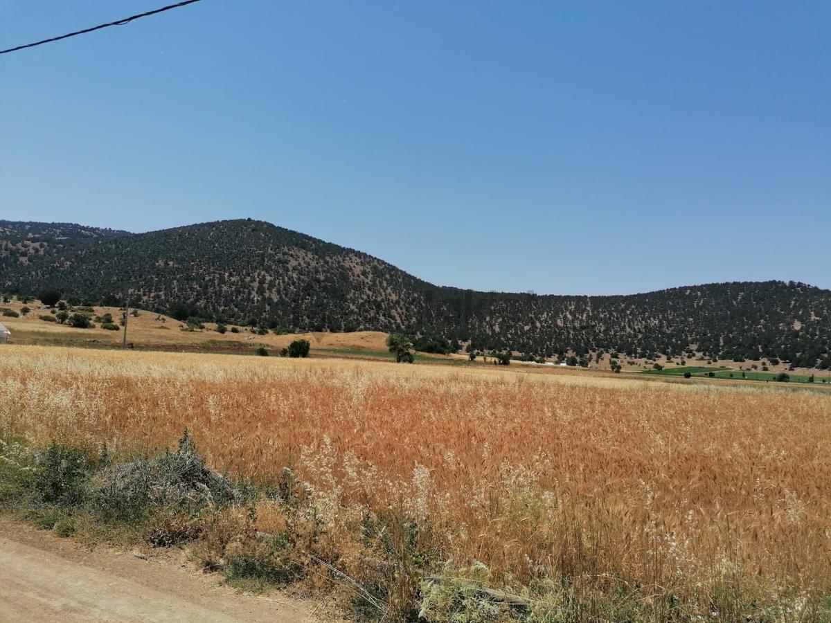 Muğla Seydikemer Doğanlar Mahallesinde Satılık Tarla - 6