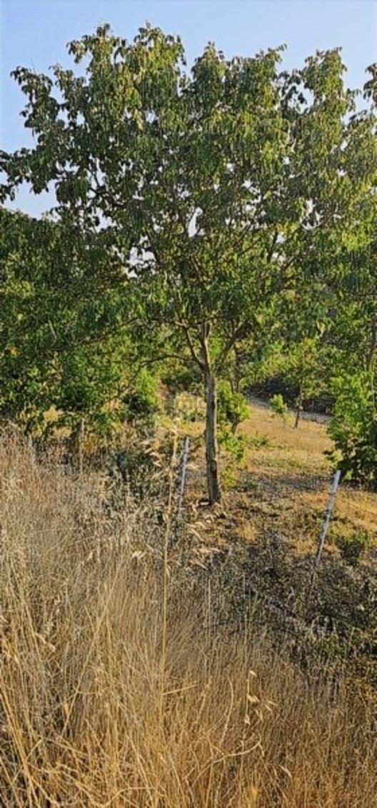 12000m Villa İmarlı Ceviz Bahcefırsat - 10