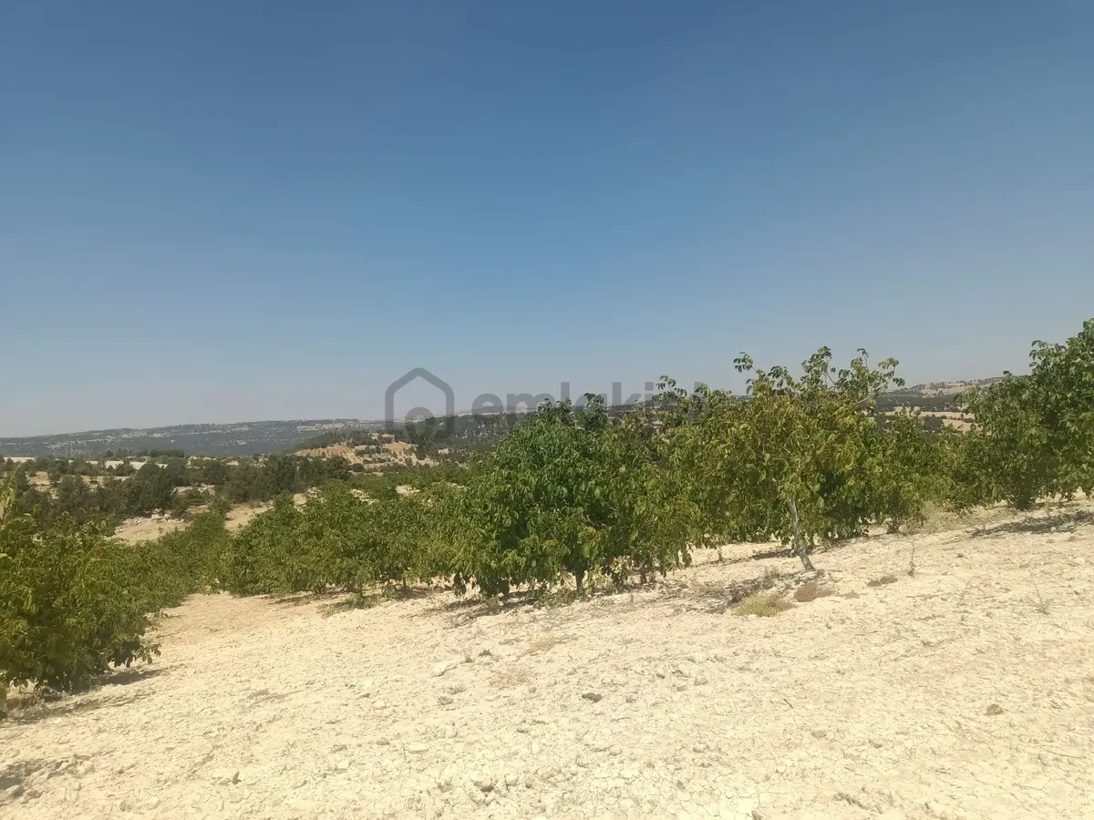 Aydıncık Emlaktan Satılık Ceviz Bahçesi 48.645m2 - 21