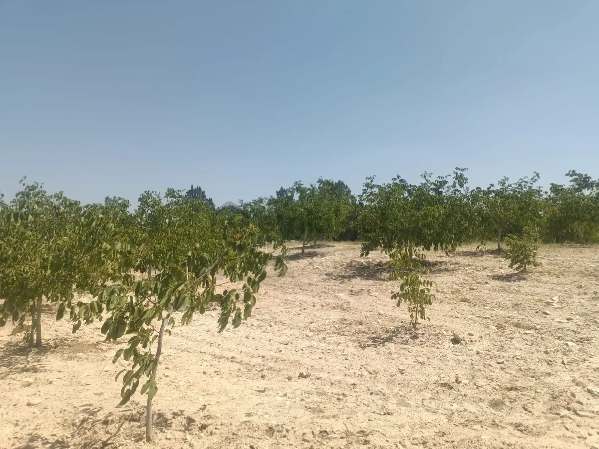 Aydıncık Emlaktan Satılık Ceviz Bahçesi 48.645m2 - 6